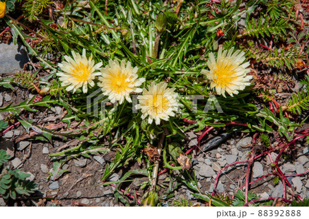 中国　四川省　甘白路登山口に咲くキク科タンポポ属　Taraxacum sikkimense 88392888