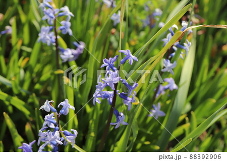 日本の早春の公園に咲く水色のヒアシンスの花 日本の早春の公園に咲く水色のヒアシンスの花 88392906