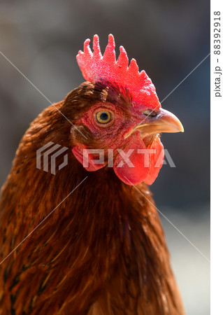 Portrait chicken on the farm, poultry concept Portrait chicken on the farm, poultry concept 88392918