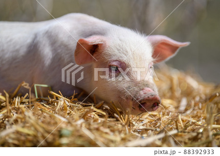 Piglet on hay and straw at pig breeding farm Piglet on hay and straw at pig breeding farm 88392933