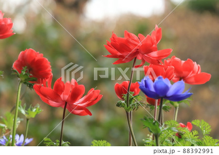 ベランダガーデニング・アネモネ 88392991