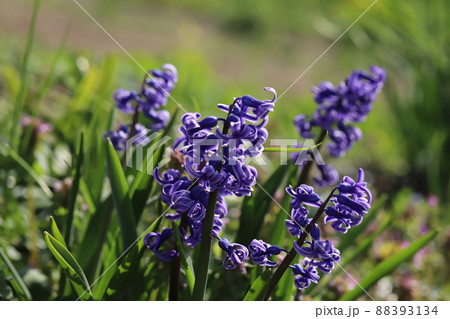日本の早春の公園に咲く紫色のヒアシンスの花 日本の早春の公園に咲く紫色のヒアシンスの花 88393134