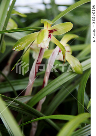 シュンラン 88393166