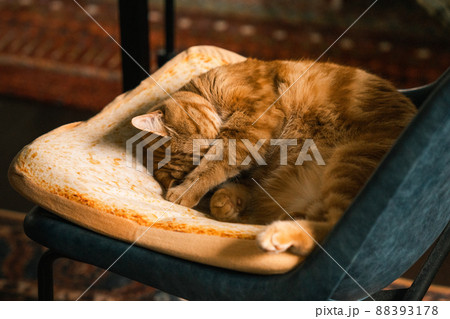 目隠し猫 目隠し猫 88393178