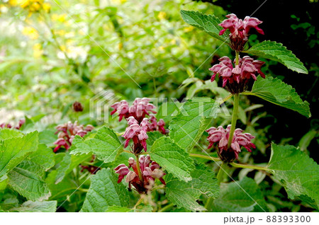 中国 四川省 四姑娘山鎮 海子溝に咲くシソ科フロミス属 Phlomis paohsingensis 中国 四川省 四姑娘山鎮 海子溝に咲くシソ科フロミス属 Phlomis paohsingensis 88393300