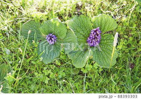 中国 四川省 石梁県の峠に咲くシソ科フロミス属 Phlomis rotata 中国 四川省 石梁県の峠に咲くシソ科フロミス属 Phlomis rotata 88393303