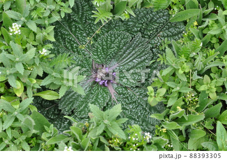 中国 青海省東部 満掌郷に咲くシソ科フロミス属 Phlomis rotata 中国 青海省東部 満掌郷に咲くシソ科フロミス属 Phlomis rotata 88393305