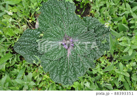 中国 青海省東部 満掌郷に咲くシソ科フロミス属 Phlomis rotata 中国 青海省東部 満掌郷に咲くシソ科フロミス属 Phlomis rotata 88393351