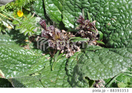 中国　青海省東部　満掌郷に咲くシソ科フロミス属  Phlomis rotata 88393353