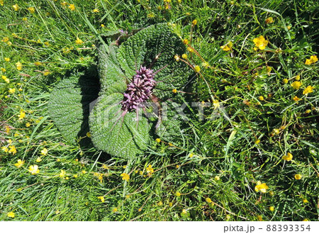 中国　青海省　年保玉則山国家地質公園　仙女湖湖畔に咲くシソ科フロミス属  Phlomis rotat 88393354