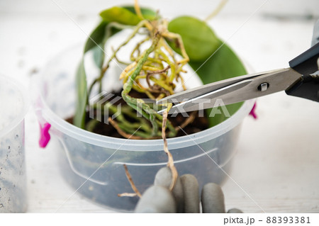 A woman cuts the diseased roots of an orchid. A woman cuts the diseased roots of an orchid. 88393381