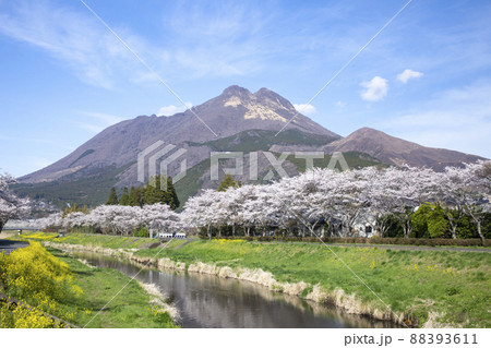 湯布院　桜並木と菜の花と由布岳 88393611