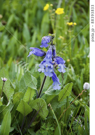 中国　四川省　甘白路登山口に咲くシソ科サルビア属Salvia przewalskii 88393833
