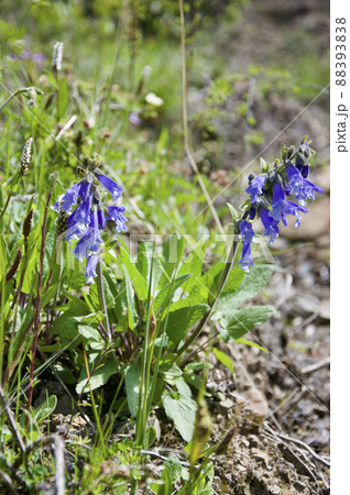 中国　四川省　老折山に咲くシソ科サルビア属　Salvia przewalskii 88393838