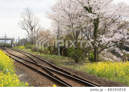 春の湯布院 湯平駅の桜と菜の花 春の湯布院 湯平駅の桜と菜の花 88393858