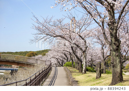 平和市民公園の桜 平和市民公園の桜 88394243