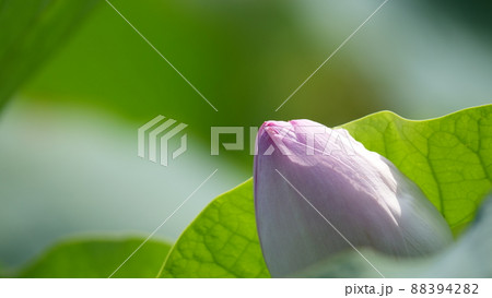 開花しそうなハスのつぼみ。 開花しそうなハスのつぼみ。 88394282