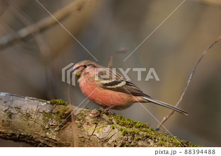 ベニマシコ 88394488