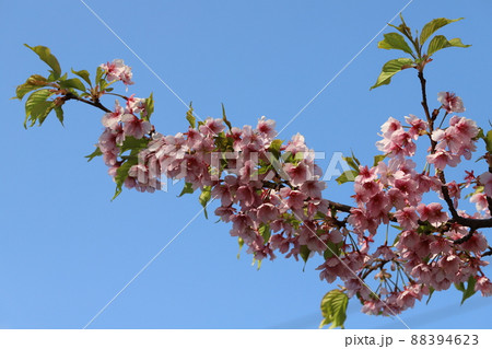 日本の埼玉県元荒川河川敷公園に咲くカワヅザクラのピンク色の花 日本の埼玉県元荒川河川敷公園に咲くカワヅザクラのピンク色の花 88394623
