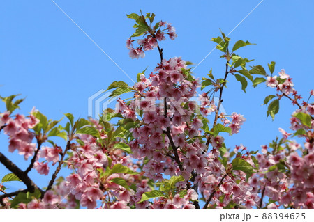 日本の埼玉県元荒川河川敷公園に咲くカワヅザクラのピンク色の花 日本の埼玉県元荒川河川敷公園に咲くカワヅザクラのピンク色の花 88394625