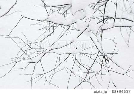 Tree branches covered in snow, April 2022 88394657