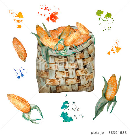 Corn with straw basket watercolor illustration isolated 88394688