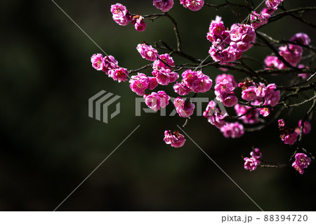 梅 花 春 88394720