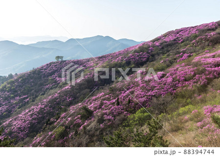 花 山 風景 88394744