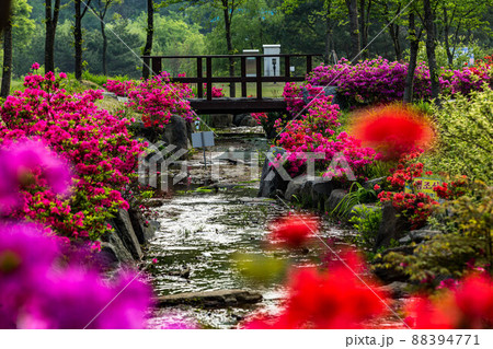 春 ツツジ 花 88394771