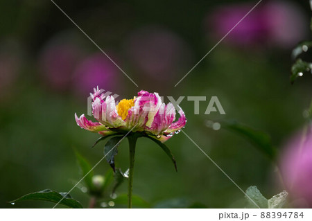 花 花びら 植物 88394784
