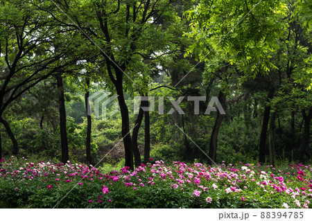 花 風景 植物 88394785