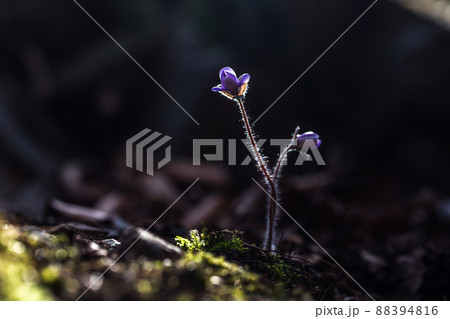 春 クローズアップ 植物 88394816