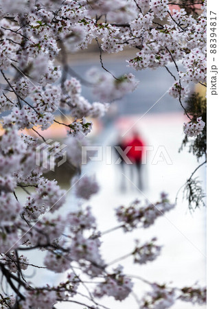 桜 春 花 88394817