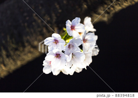 春 桜 花 88394818