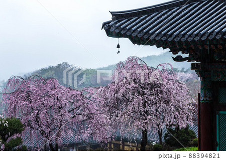 春 節 花 88394821