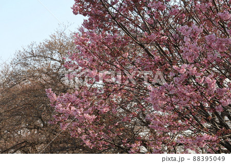 日本の埼玉県元荒川河川敷公園に咲く寒緋桜のピンク色の花 日本の埼玉県元荒川河川敷公園に咲く寒緋桜のピンク色の花 88395049