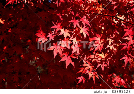 カエデ　紅葉 88395128