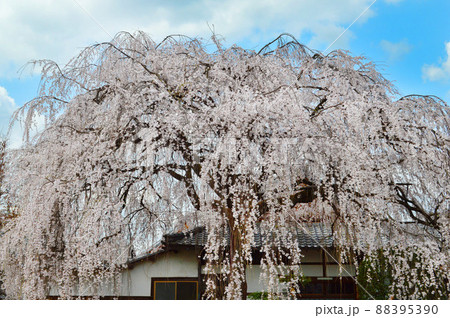 春の京都市本満寺の枝垂れ桜が圧巻 春の京都市本満寺の枝垂れ桜が圧巻 88395390