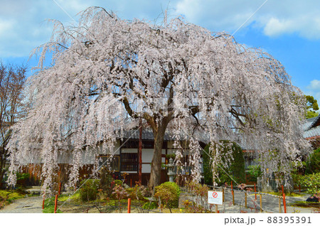 春の京都市本満寺の美しい枝垂れ桜 88395391