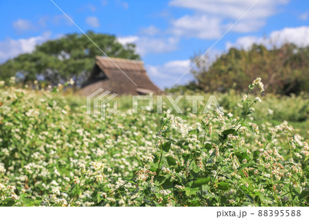 吉野ヶ里公園の蕎麦畑 88395588