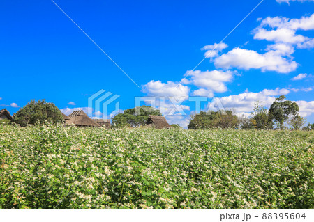 吉野ヶ里公園の蕎麦畑 吉野ヶ里公園の蕎麦畑 88395604