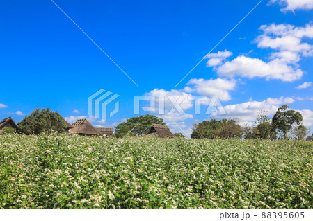 吉野ヶ里公園の蕎麦畑 吉野ヶ里公園の蕎麦畑 88395605