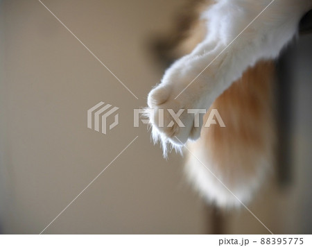 猫の手とシッポ 88395775