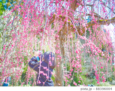 新潟県 田上町梅林公園 新潟県 田上町梅林公園 88396004