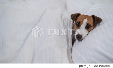 Jack Russell Terrier dog lies in bed under the covers. The pet sleeps in the bedroom. Jack Russell Terrier dog lies in bed under the covers. The pet sleeps in the bedroom. 88396866