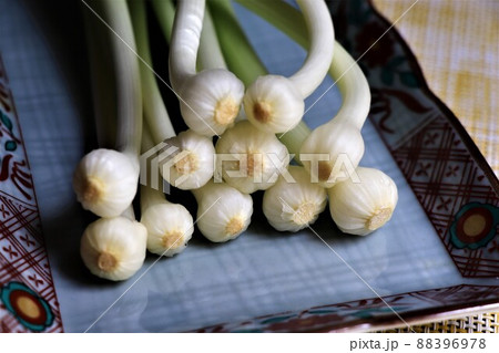 春の食材ノビル 88396978