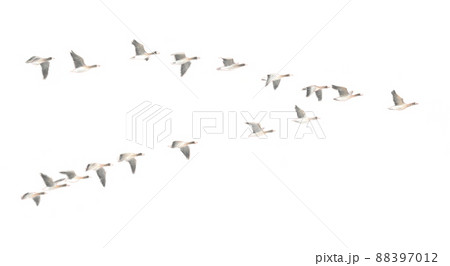 パステル：鳥の群れ 88397012