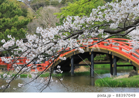 金沢文庫称名寺庭園の桜 88397049
