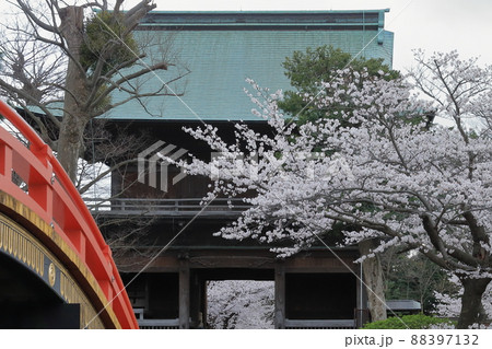 金沢文庫称名寺庭園の桜 金沢文庫称名寺庭園の桜 88397132