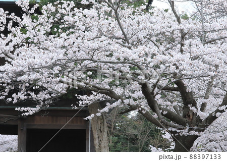 金沢文庫称名寺庭園の桜 88397133